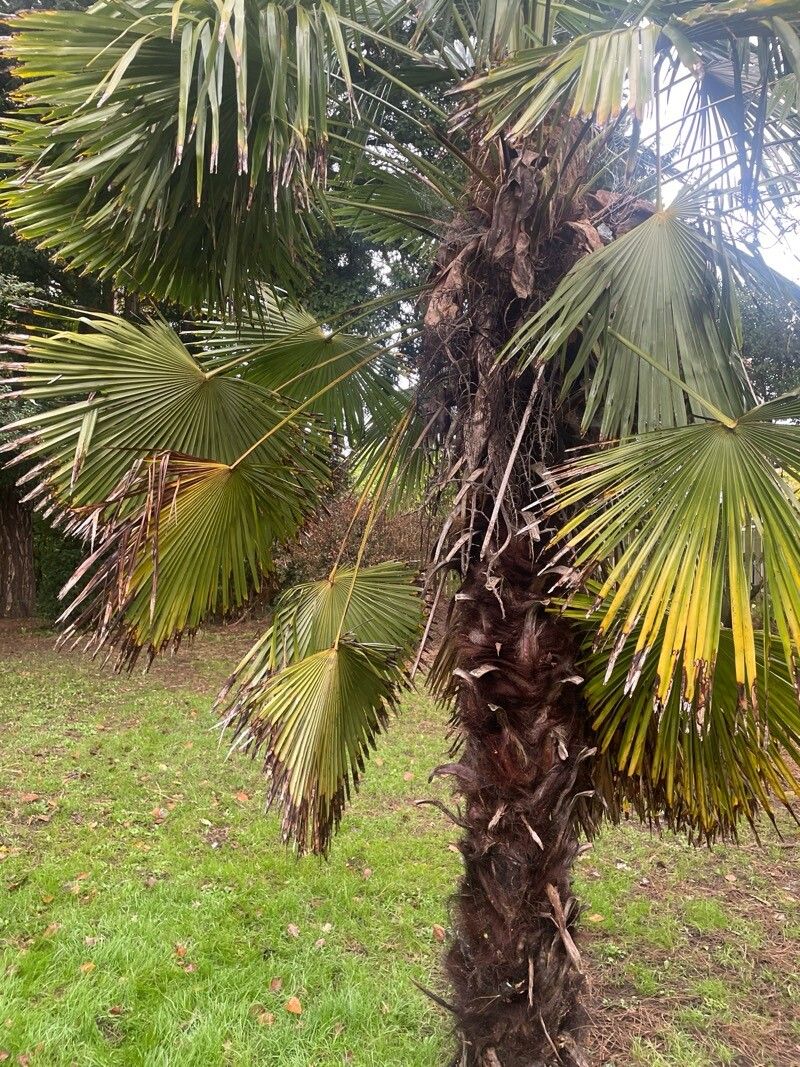 Palmera Excelsa
